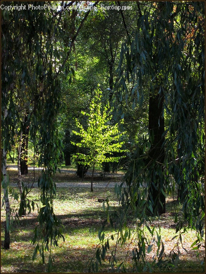Conifer, Fir, Plant, Tree, Forest, Vegetation, Blossom