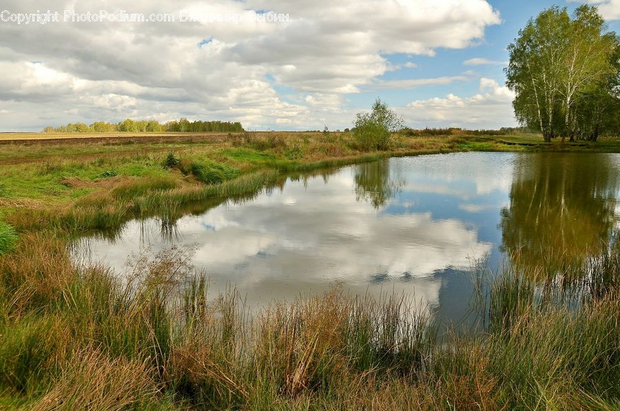 Outdoors, Pond, Water, Field, Grass, Grassland, Plant
