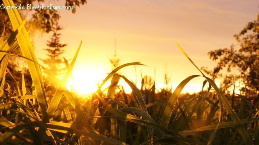 Field, Grass, Grassland, Plant, Flare, Light, Sunlight