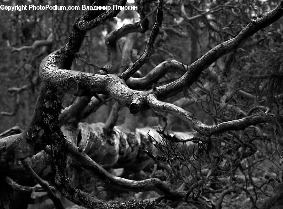 Plant, Tree, Oak, Wood, Vine, Conifer, Fir