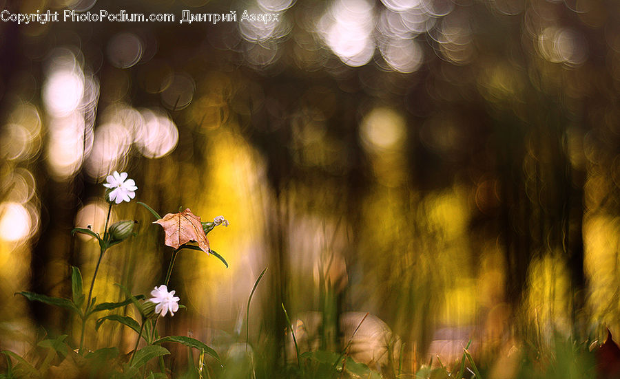 Blossom, Flora, Flower, Plant, Moss, Light, Daisies