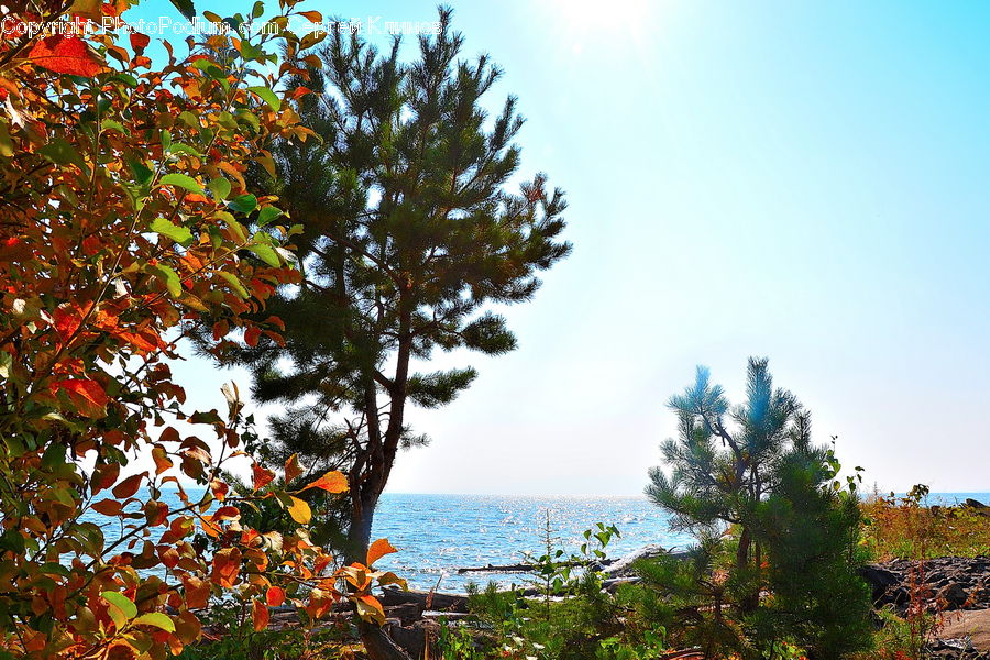 Bush, Plant, Vegetation, Tree, Landscape, Nature, Scenery