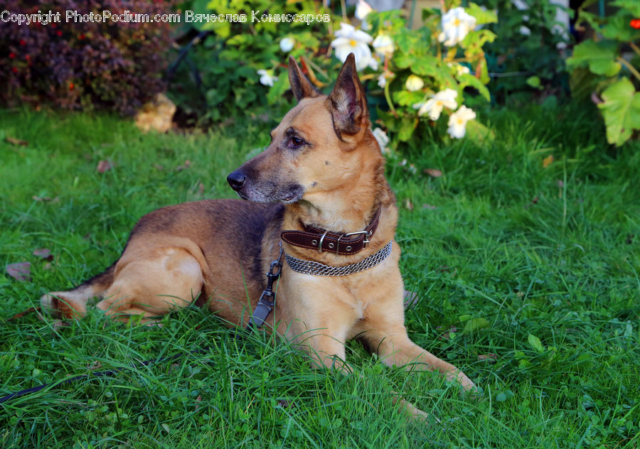 Animal, Canine, Dog, German Shepherd, Mammal, Pet, Plant