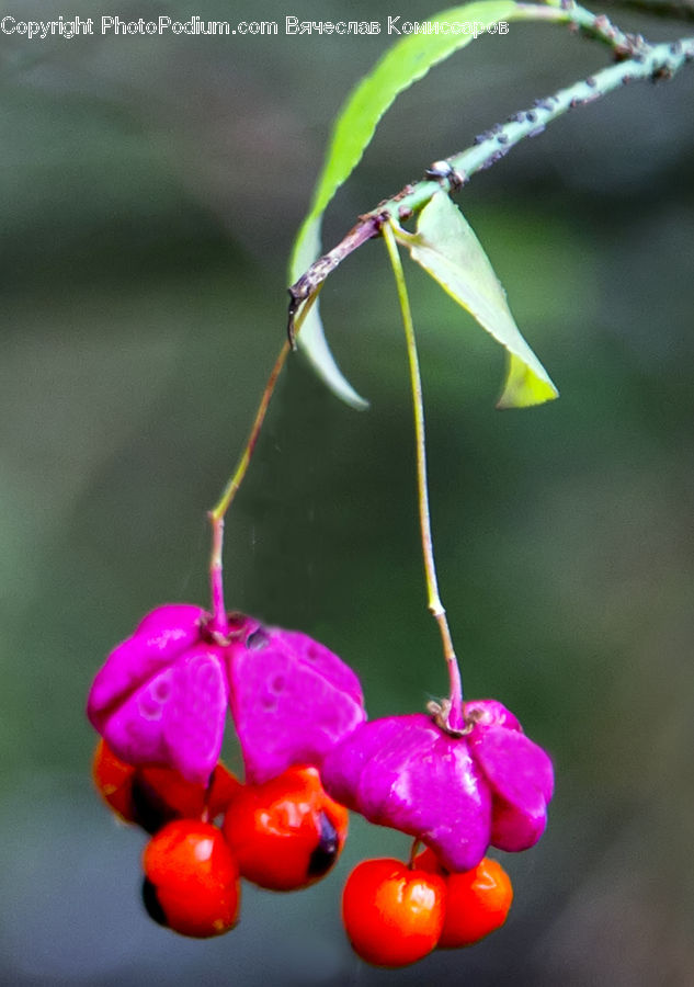 Ball, Sphere, Pepper, Produce, Vegetable, Blossom, Flora