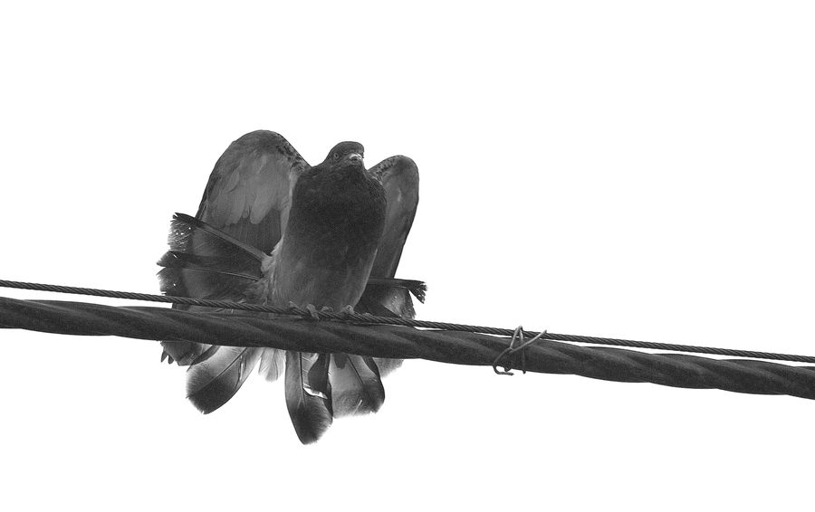 Bird, Pigeon, Swallow, Plant