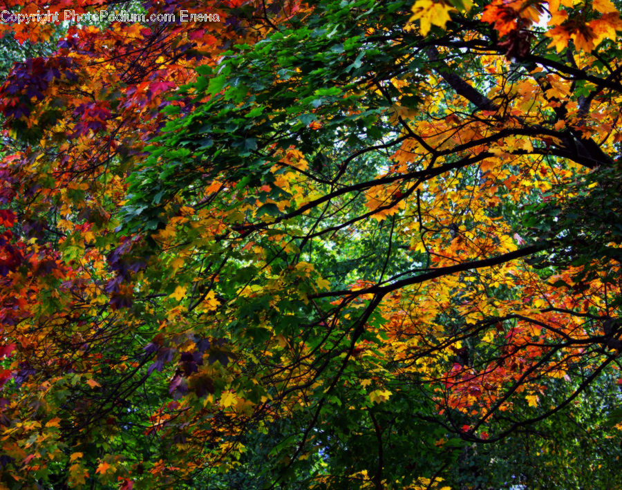 Maple, Tree, Wood, Plant, Oak, Blossom, Flora