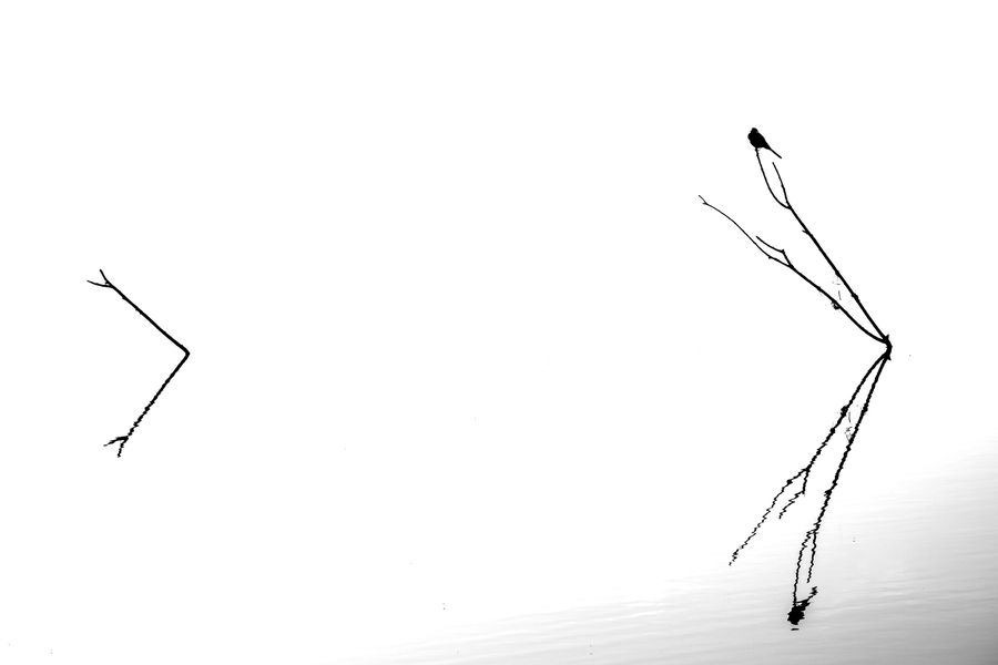 Diagram, Silhouette, Letter, Text, Flying