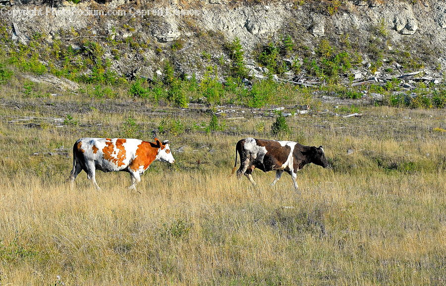 Countryside, Farm, Pasture, Ranch, Rural, Animal, Cattle