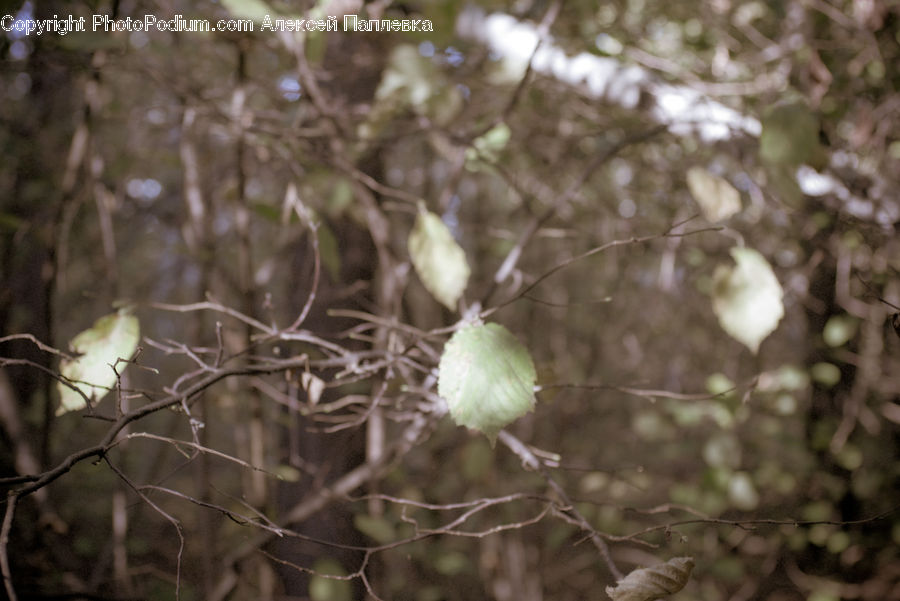 Cotton, Fiber, Bird Nest, Nest, Blossom, Flora, Flower