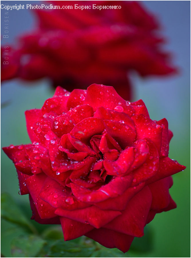 Blossom, Carnation, Flower, Plant, Rose, Flora, Geranium
