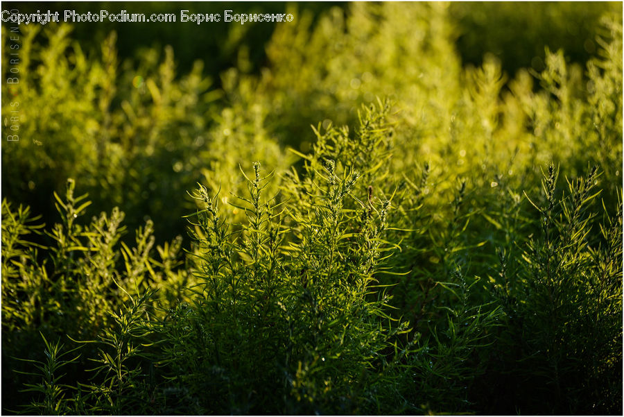 Field, Grass, Grassland, Plant, Conifer, Fir, Tree