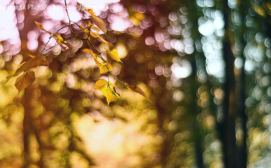 Leaf, Plant, Maple, Maple Leaf, Fruit, Grapes, Birch