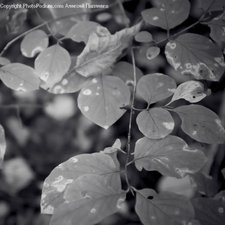 People, Person, Human, Plant, Blossom, Flora, Flower
