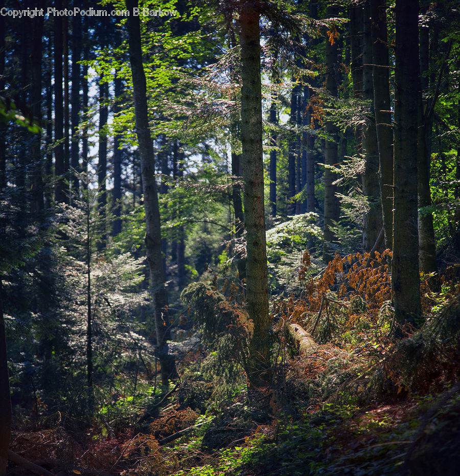 Forest, Vegetation, Fir, Redwood, Tree, Wood, Jungle