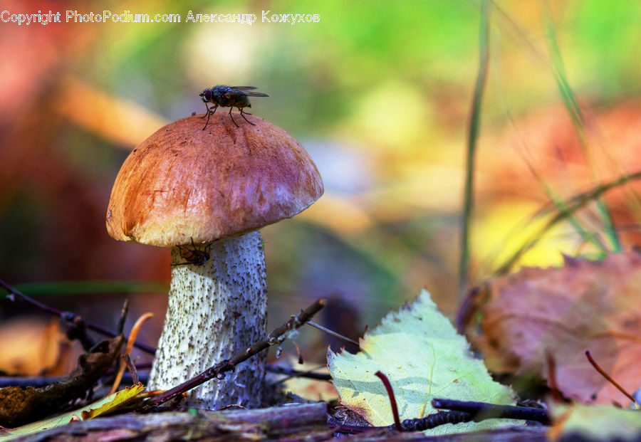 Agaric, Amanita, Fungus, Mushroom, Plant, Flower, Lily