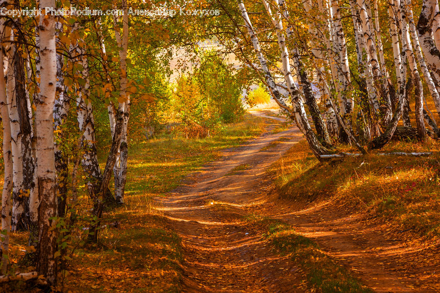 Dirt Road, Gravel, Road, Birch, Tree, Wood, Path