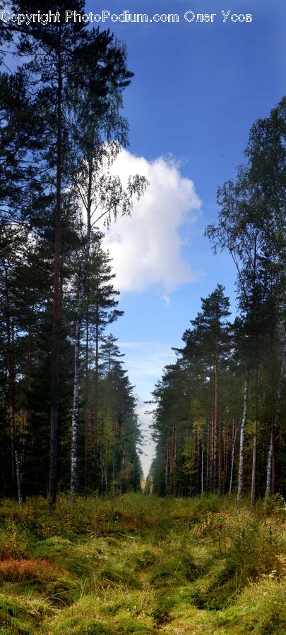 Conifer, Fir, Plant, Tree, Spruce, Wood, Forest