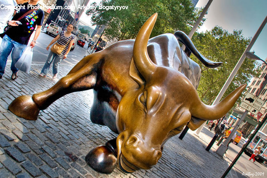 People, Person, Human, Angus, Animal, Bull, Mammal