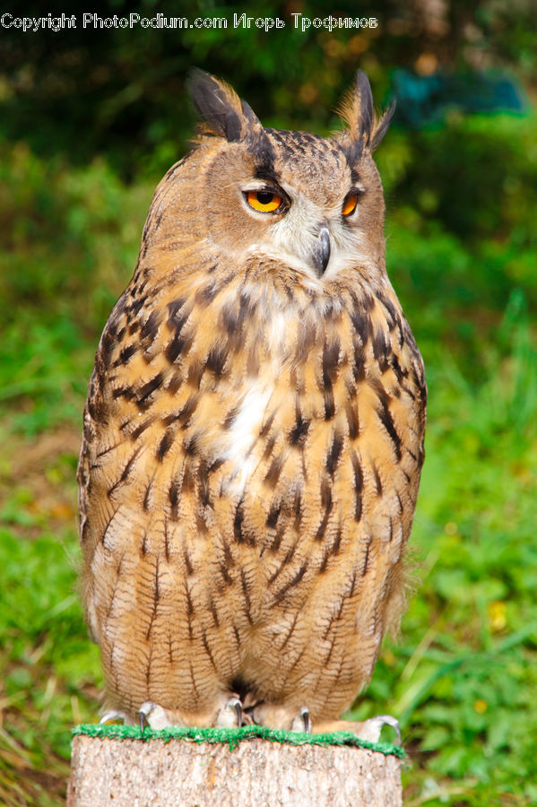 Bird, Owl, Wildlife, Blackbird, Adorable, Buzzard, Harrier