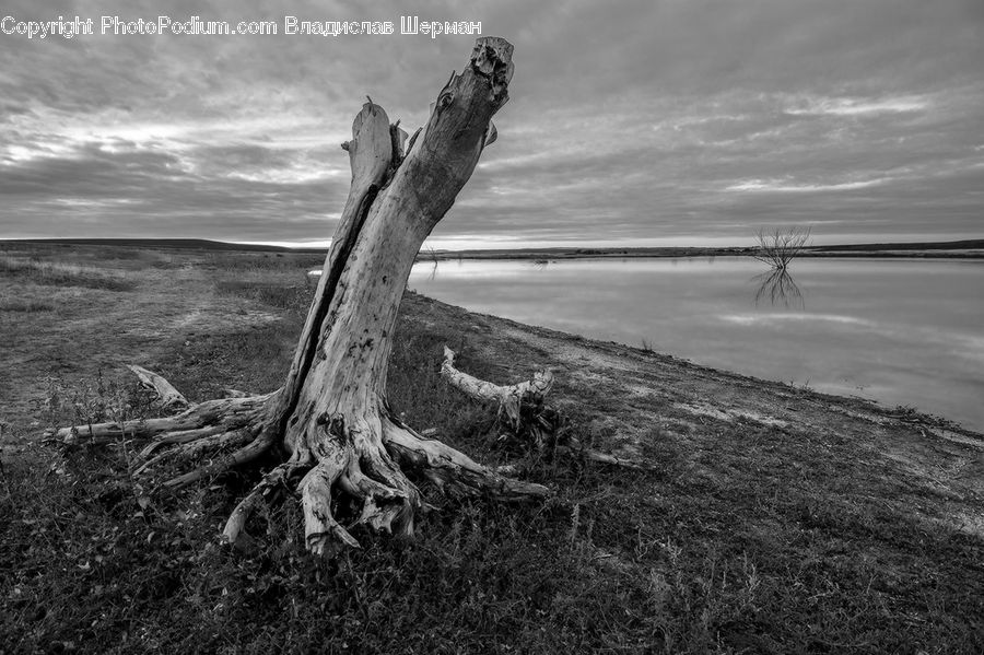 Driftwood, Wood, Tree Stump, Plant, Tree