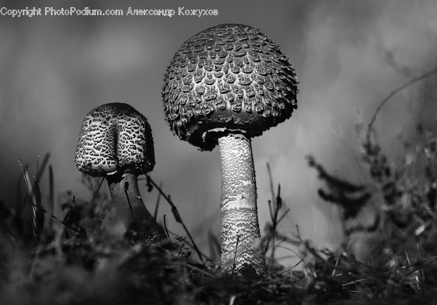 Agaric, Amanita, Fungus, Mushroom, Plant, Insect, Invertebrate