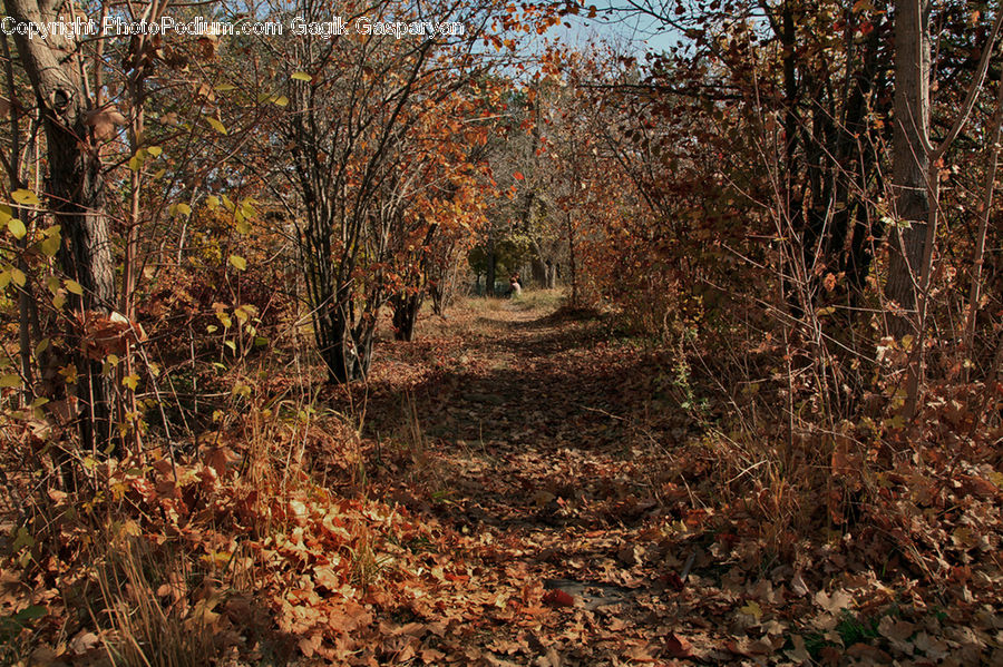 Forest, Vegetation, Dirt Road, Gravel, Road, Grove, Land