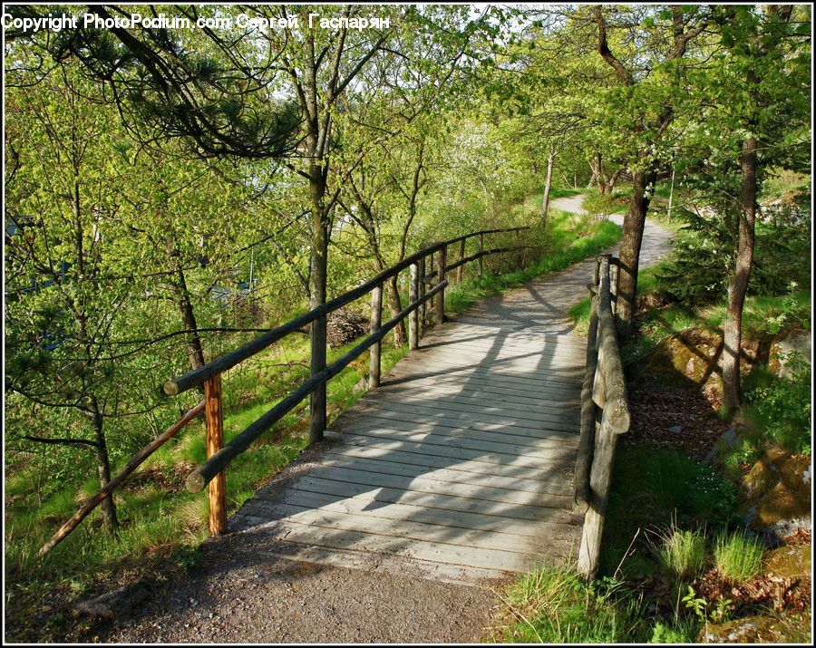 Path, Road, Walkway, Boardwalk, Pavement, Sidewalk, Forest