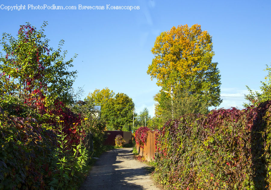 Path, Road, Walkway, Ivy, Plant, Vine, Dirt Road