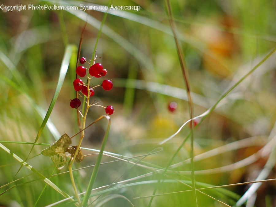 Field, Grass, Grassland, Plant, Dill, Blossom, Flora