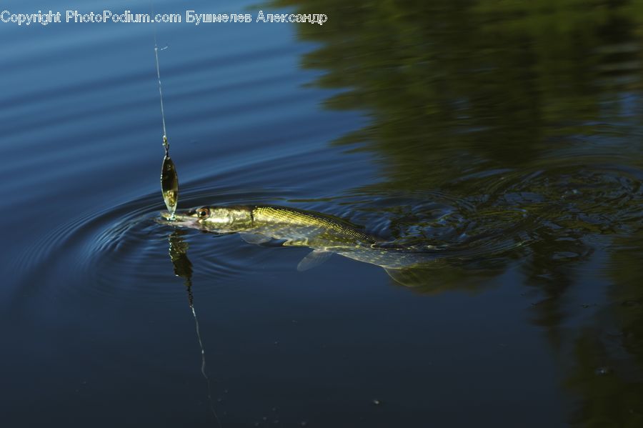 Outdoors, Ripple, Water