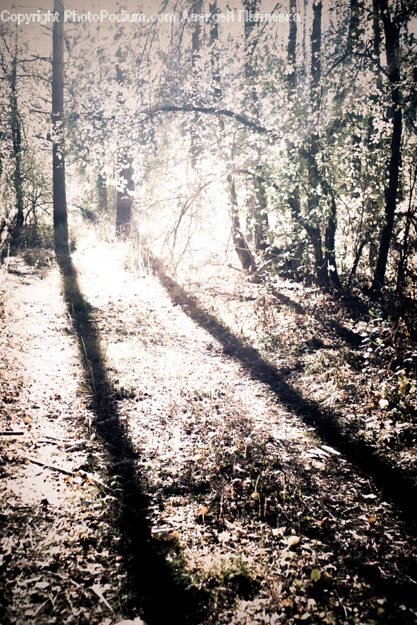 Dirt Road, Gravel, Road, Path, Walkway, Blossom, Flora
