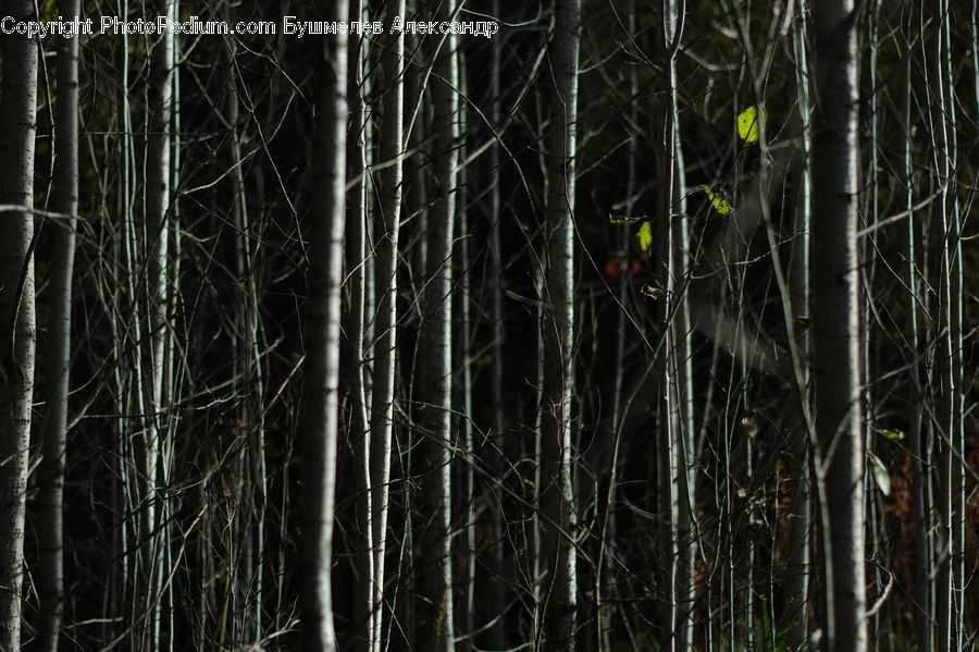Forest, Vegetation, Birch, Tree, Wood, Bamboo, Plant
