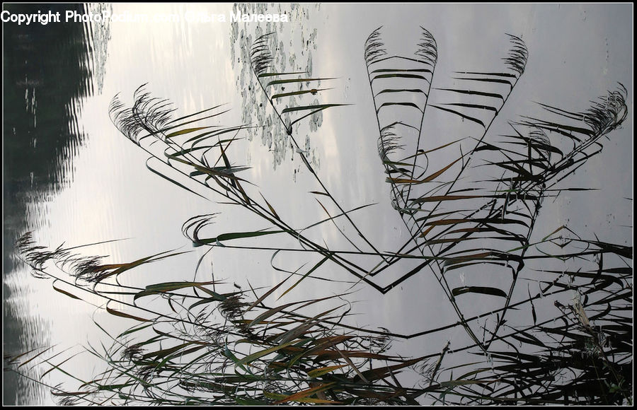 Grass, Plant, Reed, Land, Marsh, Outdoors, Swamp