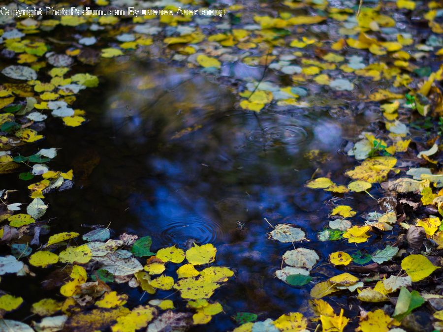 Outdoors, Pond, Water, Flower, Lily, Plant, Pond Lily