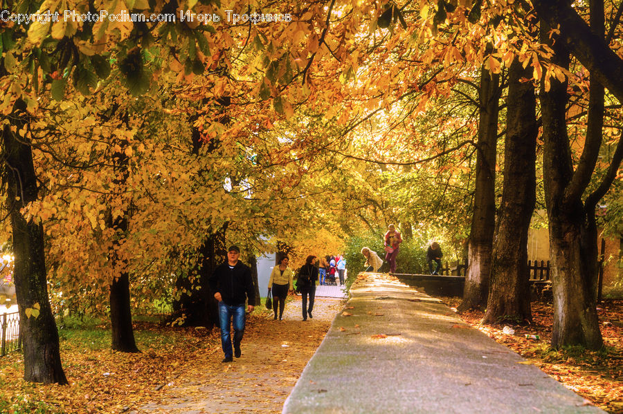 Dirt Road, Gravel, Road, Park, Path, Walkway, Oak