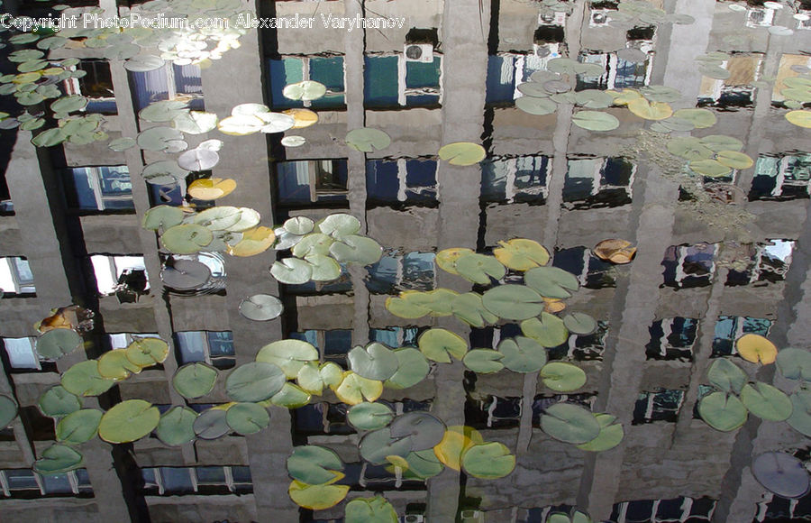 Flower, Lily, Plant, Pond Lily, Collage, Poster, Food Court