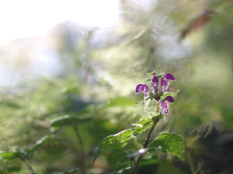 Blossom, Flora, Flower, Geranium, Plant, Lilac, Vegetation