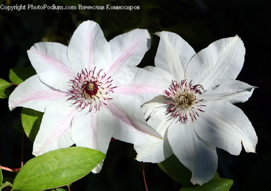 Blossom, Flora, Flower, Plant, Anther, Petal, Asteraceae