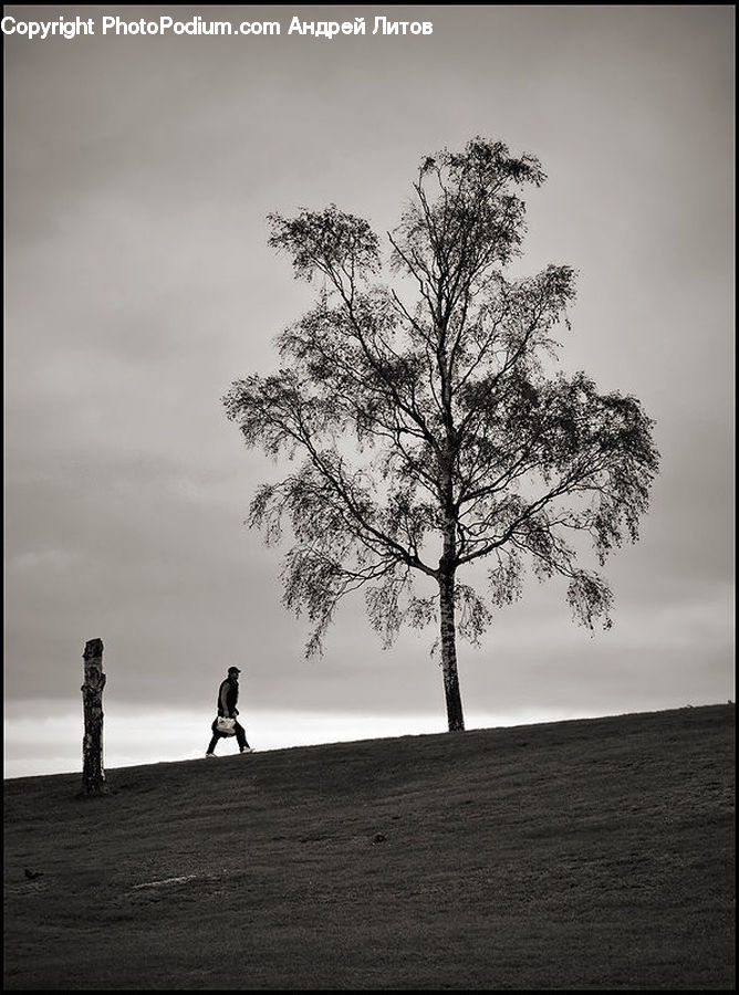Plant, Tree, Silhouette, Oak, Wood, Sycamore, Tree Trunk