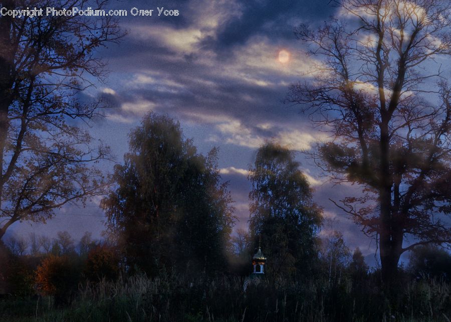 Forest, Vegetation, Conifer, Fir, Plant, Tree, Dawn