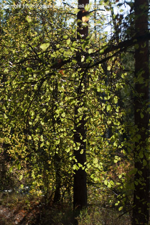Forest, Vegetation, Jungle, Plant, Bush, Blossom, Flora