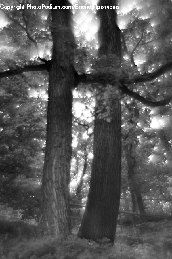 Fir, Redwood, Tree, Wood, Oak, Forest, Grove