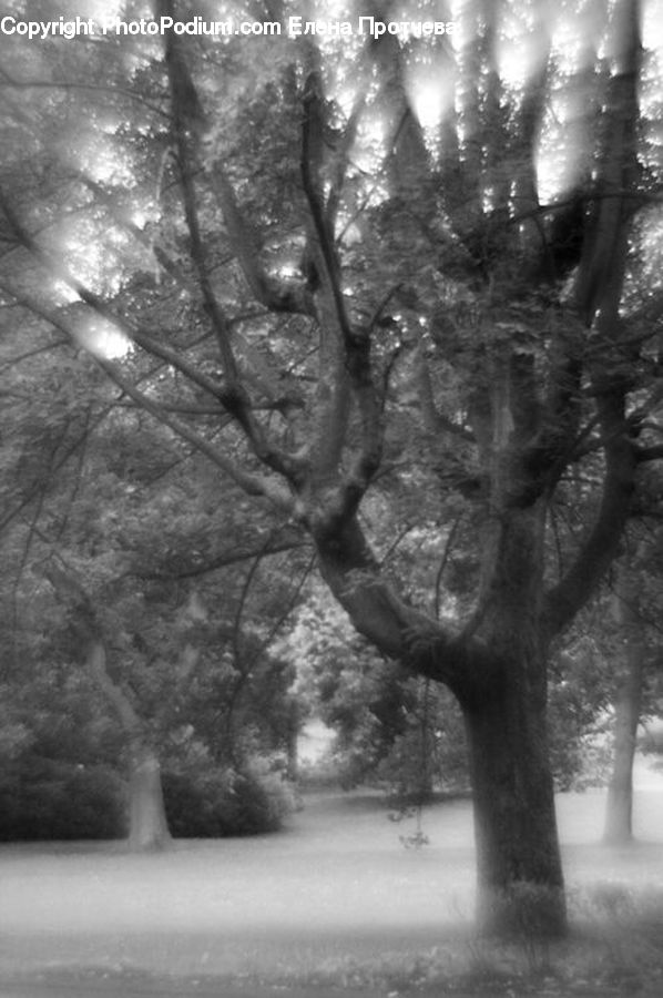 Oak, Tree, Wood, Plant, Forest, Vegetation, Grove