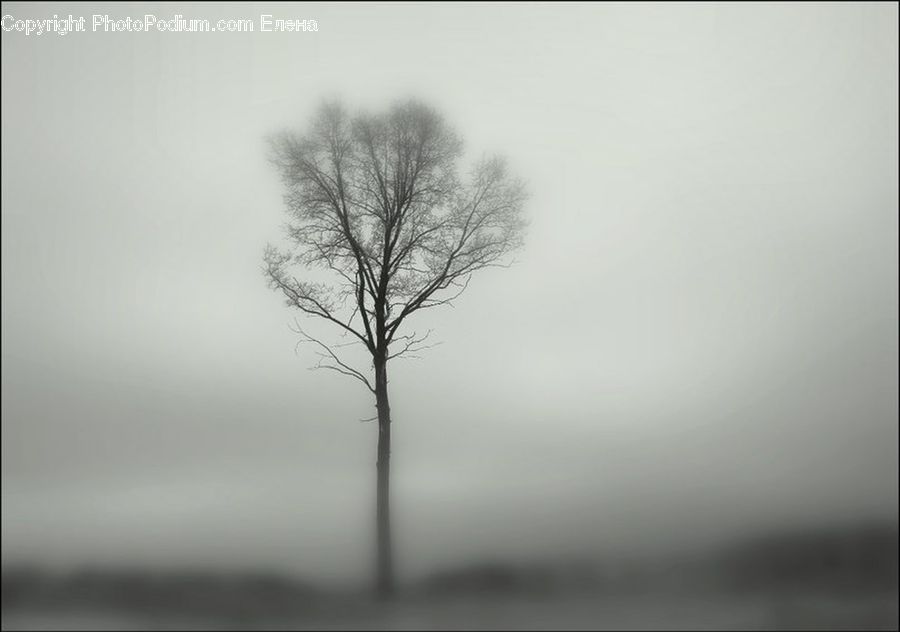 Fog, Plant, Tree, Mist, Outdoors, Oak, Wood
