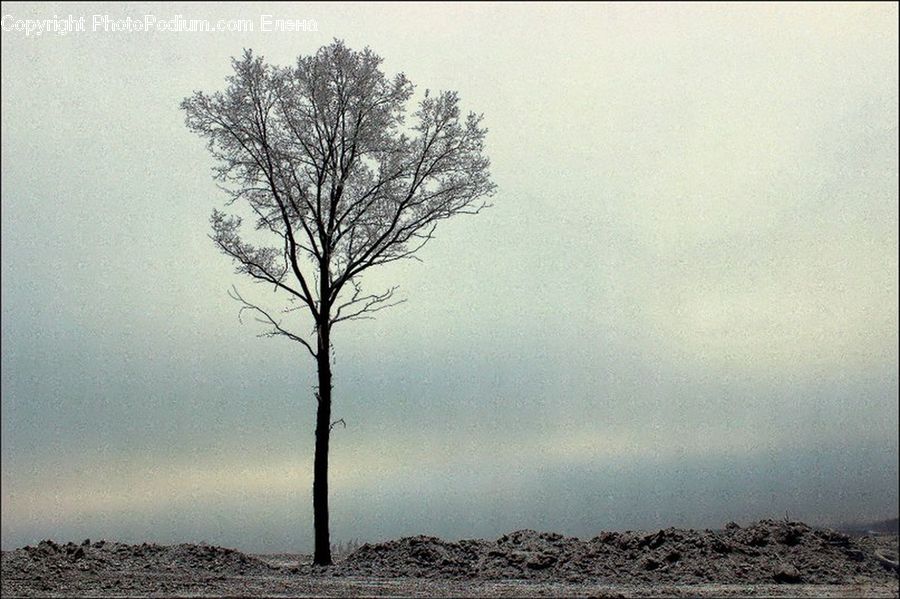 Fog, Plant, Tree, Dirt Road, Gravel, Road