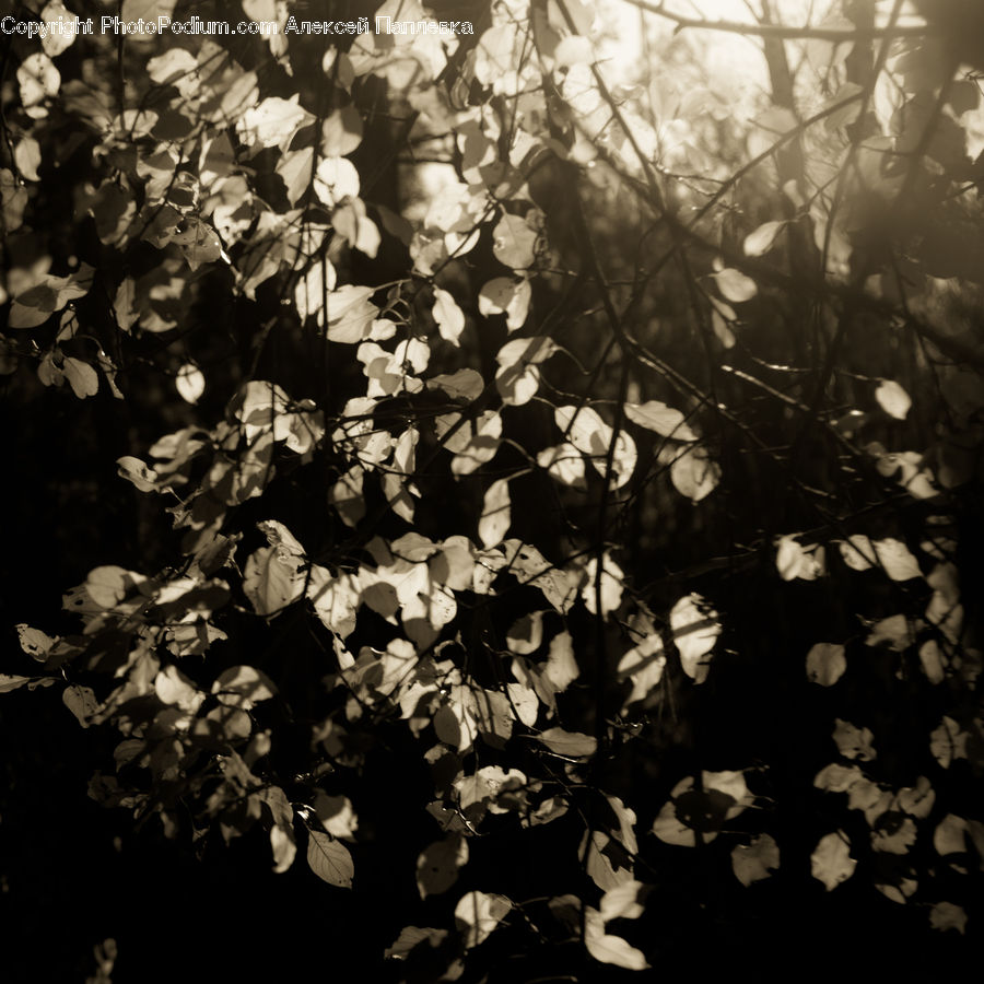 Audience, Crowd, Blossom, Flora, Flower, Plant, Cherry Blossom