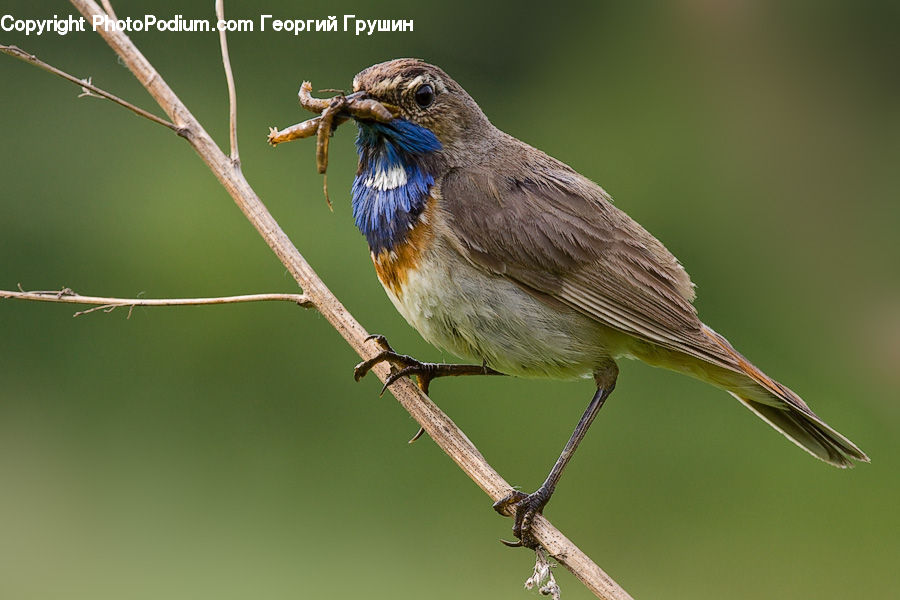 Bird, Blue Jay, Bluebird, Jay, Head, Portrait