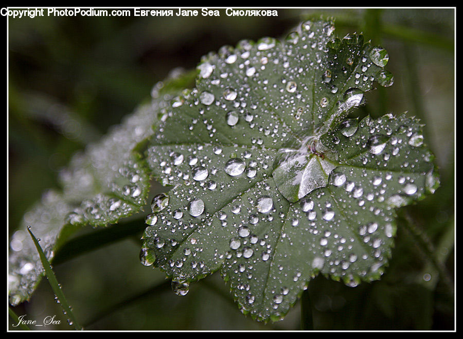 Droplet, Blossom, Flora, Flower, Plant