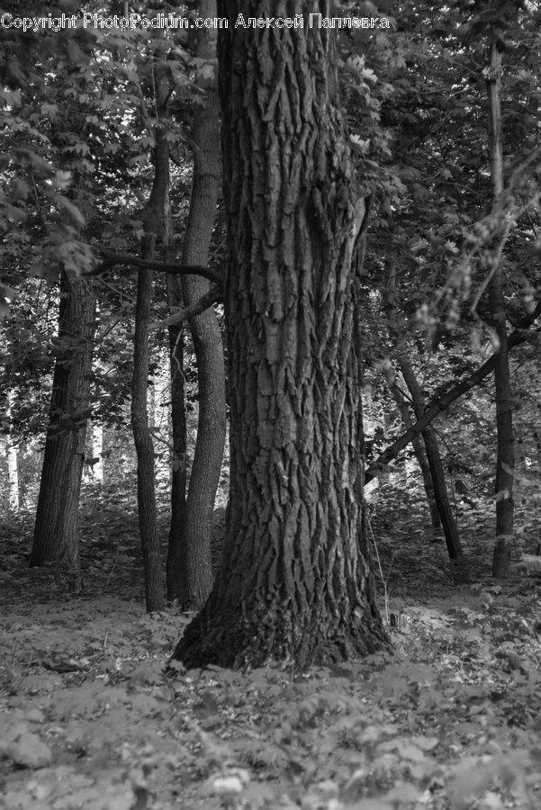 Oak, Tree, Wood, Forest, Grove, Land, Vegetation