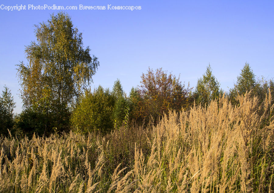Field, Grass, Grassland, Plant, Grain, Wheat, Land